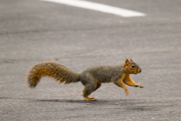 Squirrel To Blame For Power Outage At Election Center, Omaha