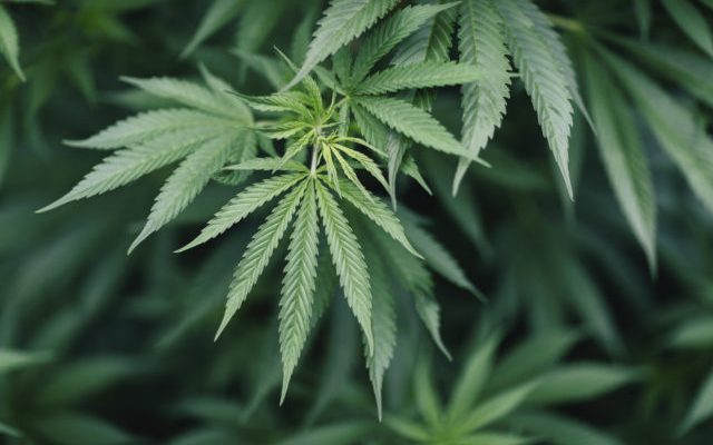 New York lawmakers agree to legalize recreational marijuana