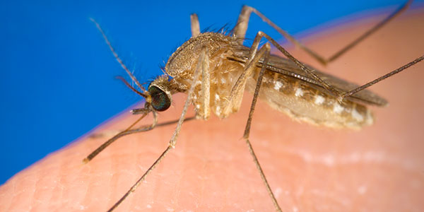Douglas County Man Is 3rd To Die With West Nile