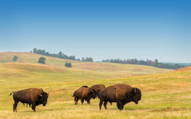 Bison Exhibit Coming to the Nebraska History Museum