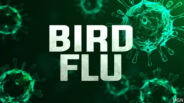 Bird flu takes “unprecedented” toll on bald eagles, other wild birds
