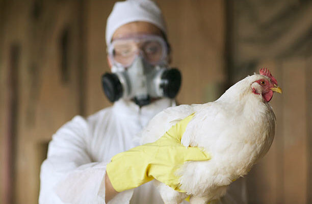 14th Case of Bird Flu Detected in Nebraska